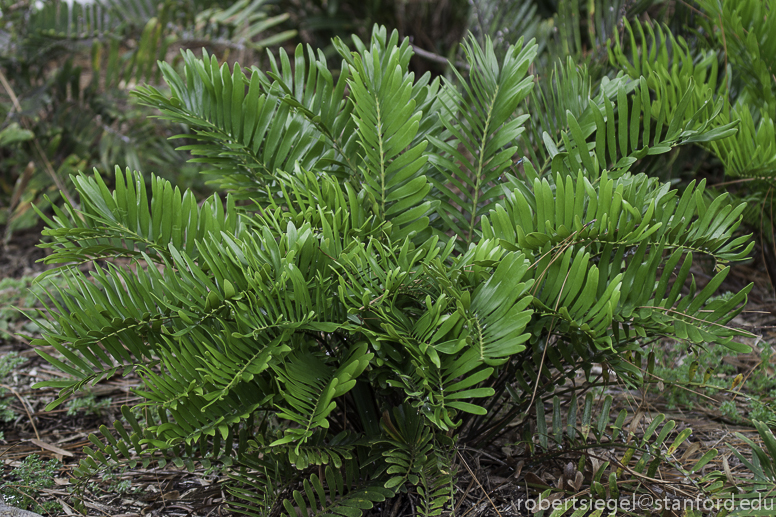 cycad